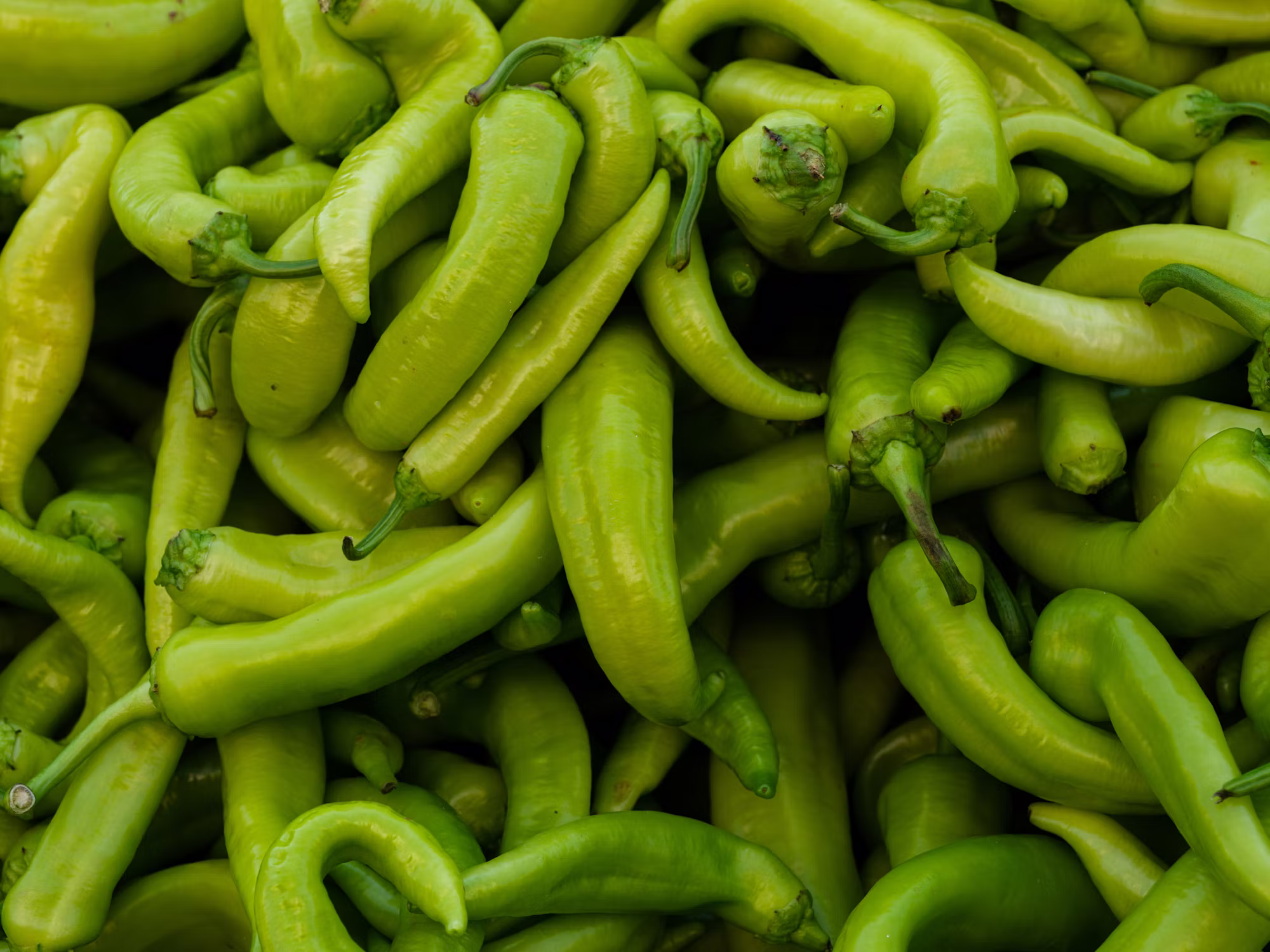 Exploring the Benefits of Plant-Based Diets